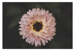 Slika narančastog cvijeta (90x60 cm)