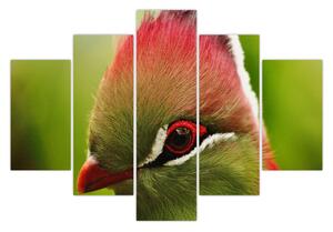 Slika šarene ptice (150x105 cm)