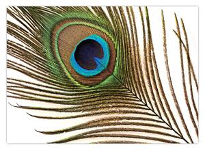 Slika paunovog perja (70x50 cm)