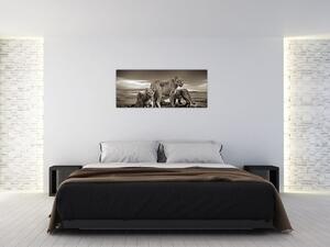 Slika crno-bijelih lavova (120x50 cm)