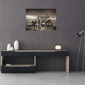 Slika crno-bijelih lavova (70x50 cm)