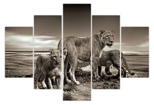 Slika crno-bijelih lavova (150x105 cm)
