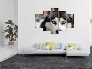 Slika haski psa (150x105 cm)