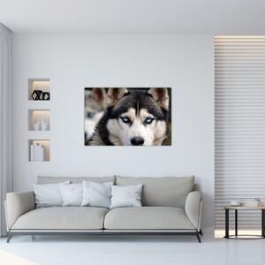 Slika haski psa (90x60 cm)
