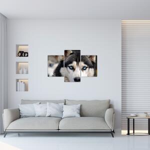 Slika haski psa (90x60 cm)