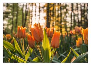 Slika - narančasti tulipani (70x50 cm)