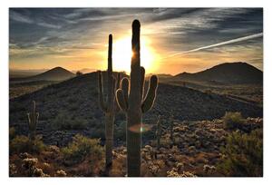 Slika - kaktusi na suncu (90x60 cm)