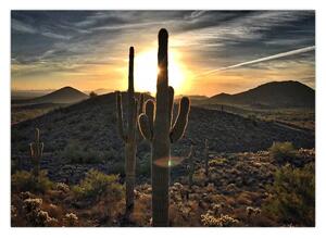 Slika - kaktusi na suncu (70x50 cm)