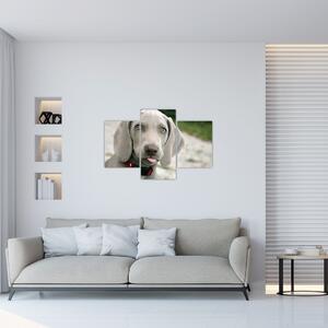 Slika - štene Weimaranera (90x60 cm)