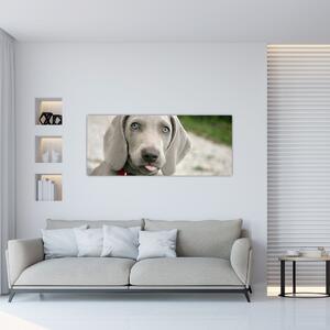 Slika - štene Weimaranera (120x50 cm)
