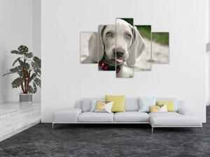 Slika - štene Weimaranera (150x105 cm)