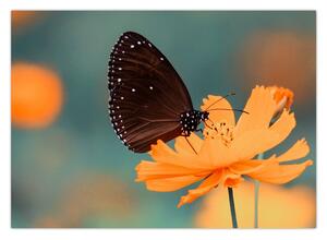 Slika - leptir na narančastom cvijetu (70x50 cm)