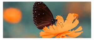 Slika - leptir na narančastom cvijetu (120x50 cm)