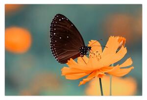 Slika - leptir na narančastom cvijetu (90x60 cm)