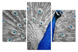 Slika - plavi paun (90x60 cm)