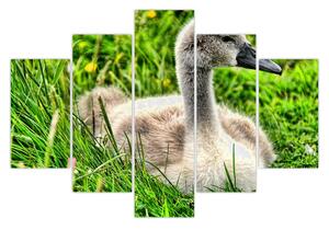 Slika - mali labud u travi (150x105 cm)