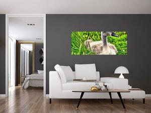 Slika - mali labud u travi (120x50 cm)