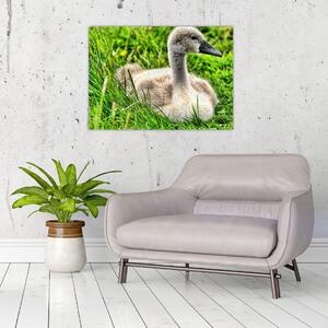 Slika - mali labud u travi (70x50 cm)
