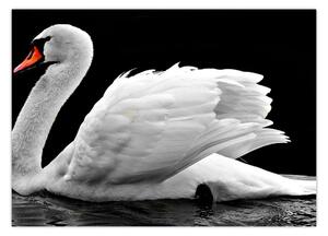 Slika crno-bijelog labuda (70x50 cm)