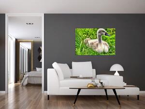 Slika - mali labud u travi (90x60 cm)
