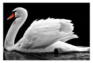 Slika crno-bijelog labuda (90x60 cm)