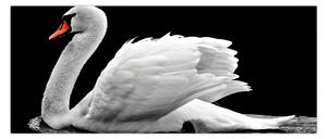 Slika crno-bijelog labuda (120x50 cm)