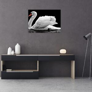 Slika crno-bijelog labuda (70x50 cm)