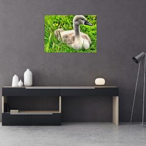 Slika - mali labud u travi (70x50 cm)