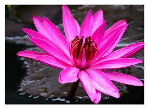 Slika - ružičasti cvijet (70x50 cm)