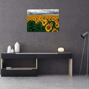 Slika polja suncokreta (70x50 cm)