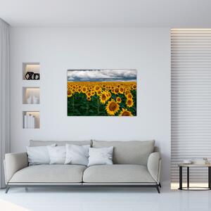 Slika polja suncokreta (90x60 cm)