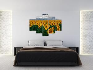 Slika polja suncokreta (150x105 cm)