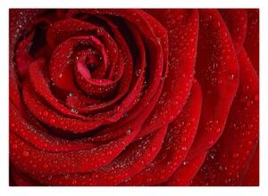 Slika - detalj ruže (70x50 cm)
