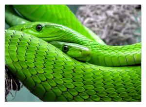 Slika zelenih zmija (70x50 cm)