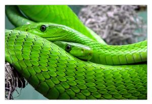 Slika zelenih zmija (90x60 cm)
