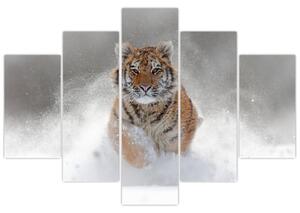 Slika tigra koji trči u snijegu (150x105 cm)