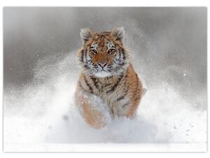 Slika tigra koji trči u snijegu (70x50 cm)