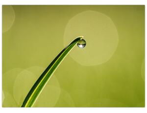 Slika kapi vode na travi (70x50 cm)