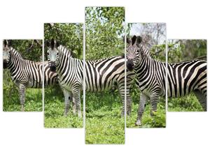 Slika sa zebrama (150x105 cm)