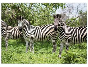 Slika sa zebrama (70x50 cm)