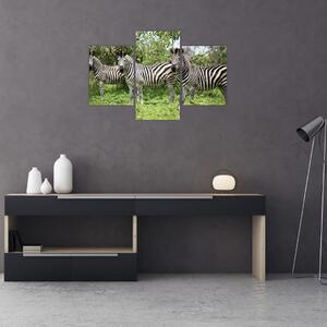 Slika sa zebrama (90x60 cm)