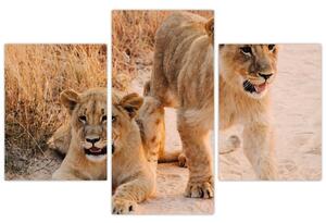 Slika mladunaca lavova (90x60 cm)