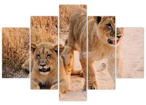 Slika mladunaca lavova (150x105 cm)
