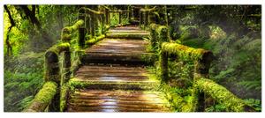 Slika stepenica u prašumi (120x50 cm)