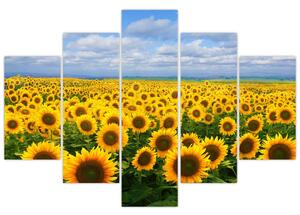 Slika polja suncokreta (150x105 cm)