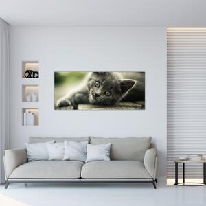 Slika mačića (120x50 cm)