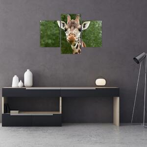 Slika žirafe (90x60 cm)
