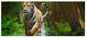 Slika tigra koji trči (120x50 cm)