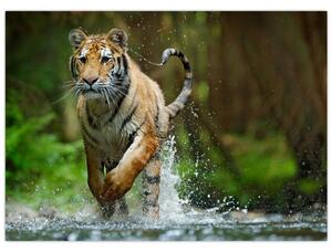 Slika tigra koji trči (70x50 cm)