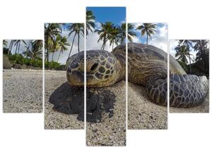 Slika kornjače (150x105 cm)
